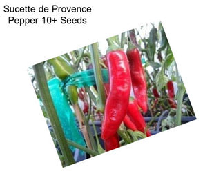 Sucette de Provence Pepper 10+ Seeds