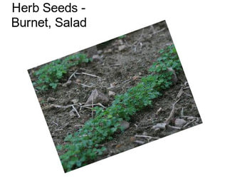 Herb Seeds - Burnet, Salad