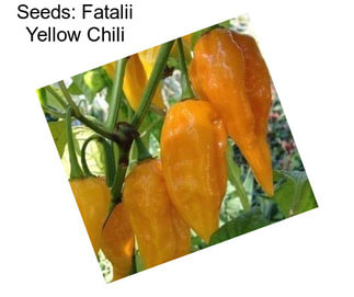 Seeds: Fatalii Yellow Chili