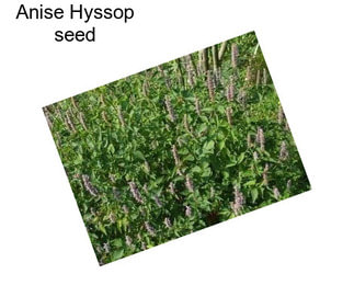 Anise Hyssop seed