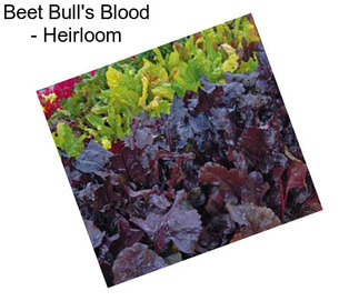 Beet Bull\'s Blood - Heirloom