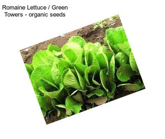 Romaine Lettuce / Green Towers - organic seeds