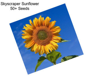 Skyscraper Sunflower 50+ Seeds