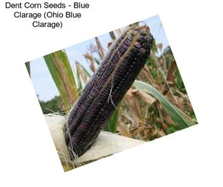Dent Corn Seeds - Blue Clarage (Ohio Blue Clarage)