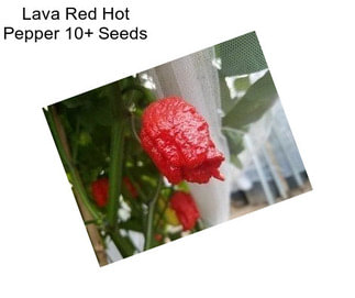 Lava Red Hot Pepper 10+ Seeds