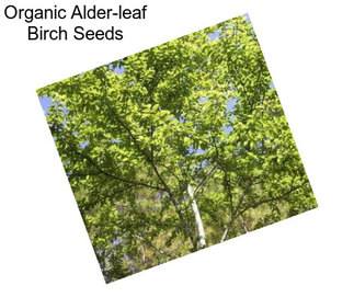 Organic Alder-leaf Birch Seeds