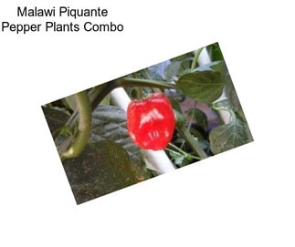 Malawi Piquante Pepper Plants Combo