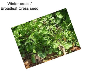 Winter cress / Broadleaf Cress seed