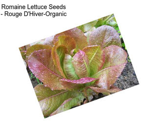 Romaine Lettuce Seeds - Rouge D\'Hiver-Organic
