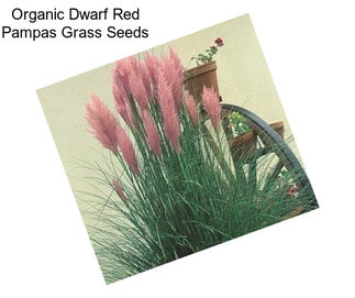 Organic Dwarf Red Pampas Grass Seeds