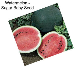 Watermelon - Sugar Baby Seed