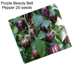 Purple Beauty Bell Pepper 20 seeds