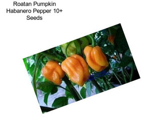 Roatan Pumpkin Habanero Pepper 10+ Seeds