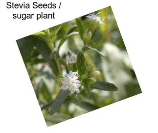 Stevia Seeds / sugar plant