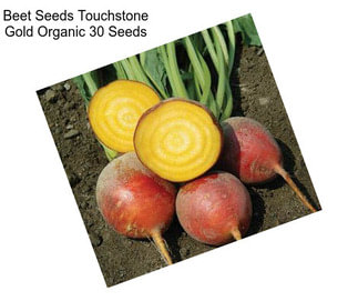 Beet Seeds Touchstone Gold Organic 30 Seeds