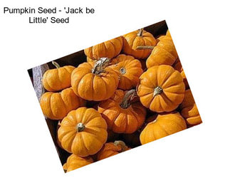 Pumpkin Seed - \'Jack be Little\' Seed