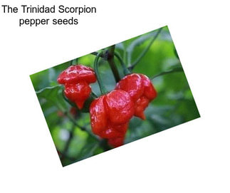 The Trinidad Scorpion pepper seeds