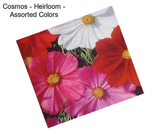 Cosmos - Heirloom - Assorted Colors