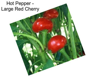 Hot Pepper - Large Red Cherry