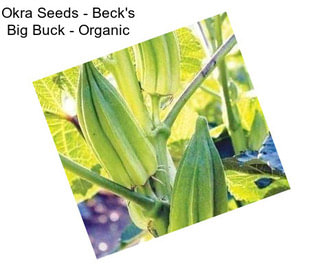 Okra Seeds - Beck\'s Big Buck - Organic