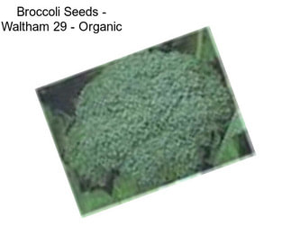 Broccoli Seeds - Waltham 29 - Organic