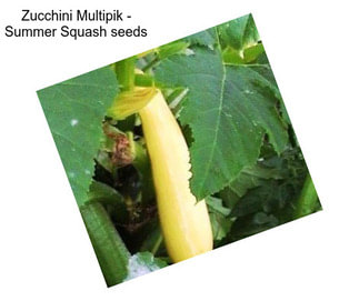 Zucchini Multipik - Summer Squash seeds