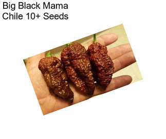 Big Black Mama Chile 10+ Seeds