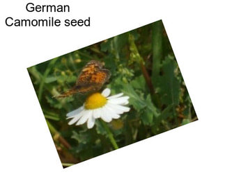 German Camomile seed