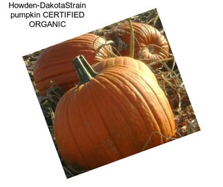 Howden-DakotaStrain pumpkin CERTIFIED ORGANIC