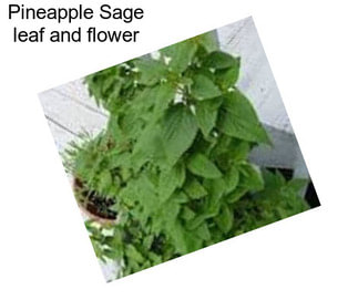 Pineapple Sage leaf and flower