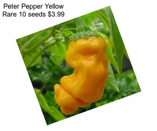 Peter Pepper Yellow Rare 10 seeds $3.99