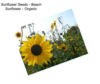 Sunflower Seeds - Beach Sunflower - Organic