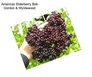 American Elderberry Bob Gordon & Wyldewood