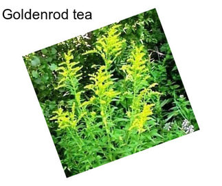 Goldenrod tea