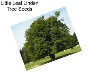 Little Leaf Linden Tree Seeds