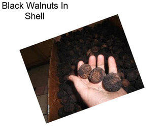 Black Walnuts In Shell