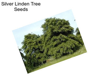 Silver Linden Tree Seeds