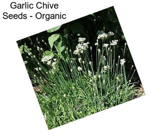 Garlic Chive Seeds - Organic