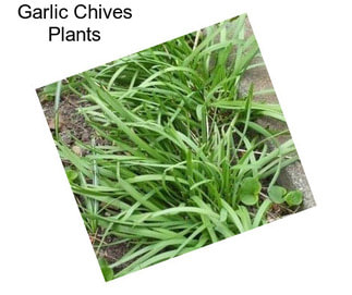 Garlic Chives Plants