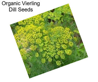 Organic Vierling Dill Seeds