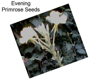 Evening Primrose Seeds