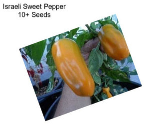 Israeli Sweet Pepper 10+ Seeds