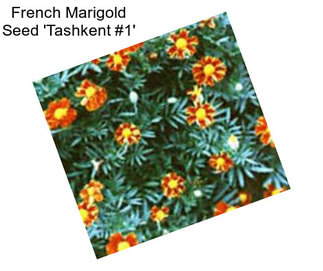 French Marigold Seed \'Tashkent #1\'