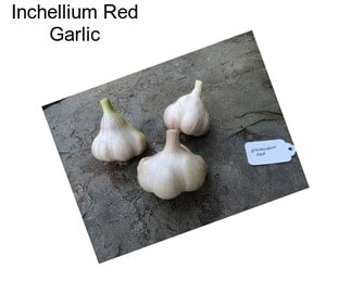 Inchellium Red Garlic