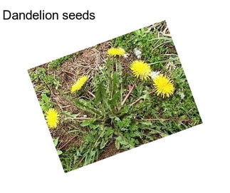 Dandelion seeds