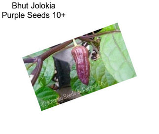 Bhut Jolokia Purple Seeds 10+