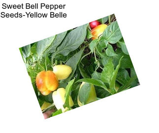 Sweet Bell Pepper Seeds-Yellow Belle
