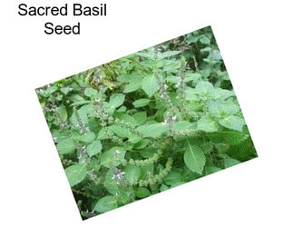 Sacred Basil Seed