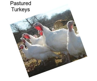 Pastured Turkeys