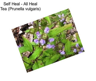 Self Heal - All Heal Tea (Prunella vulgaris)